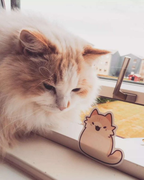 FAQ & Shipping